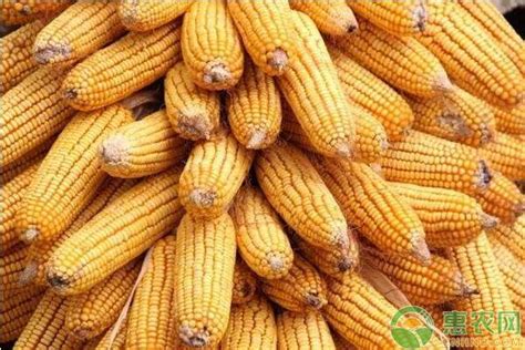 永城市玉米多少钱一斤