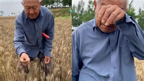 河南79岁老农手捧发芽小麦抹泪