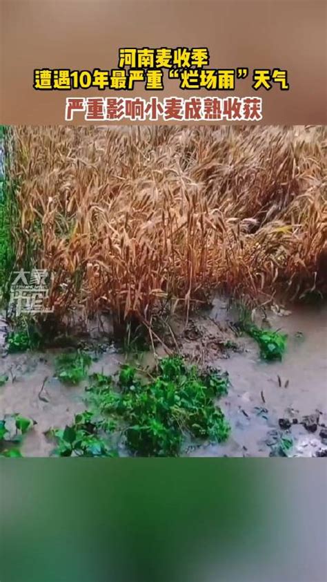 河南麦收季遇10年最严重“烂场雨”