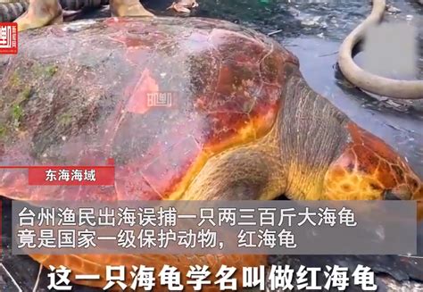 渔民误捕300斤大海龟后果断放生