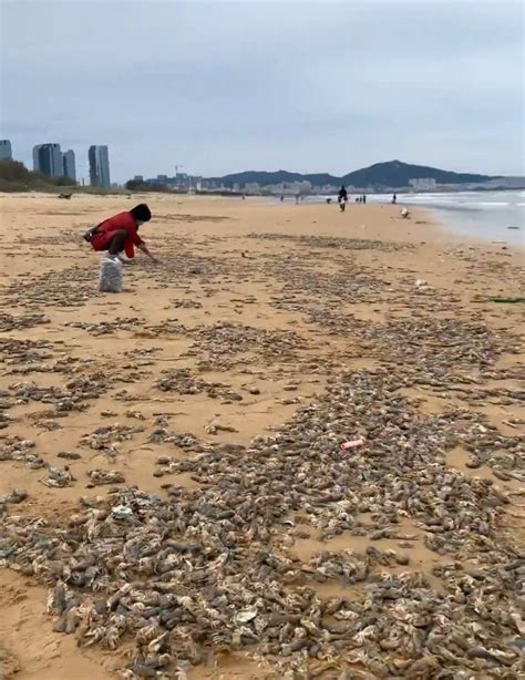 烟台女子沙滩捡30斤虾