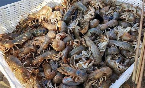 烟台牟平区海边出现大量活体泸沽虾