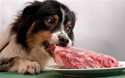 狗吃生肉（狗吃生肉会变凶吗）