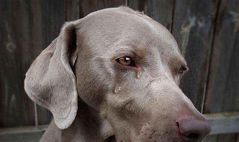 狗狗流眼泪是什么原因引起的