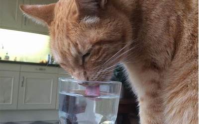猫不爱喝水（猫不爱喝水咋办）