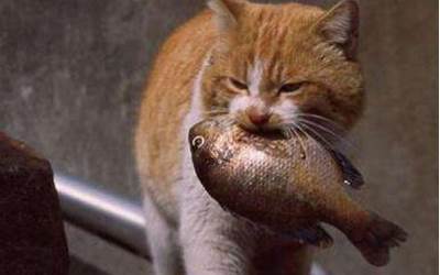 猫吃鱼会不会被鱼刺卡住（猫吃鱼会不会被鱼刺卡住了吗）