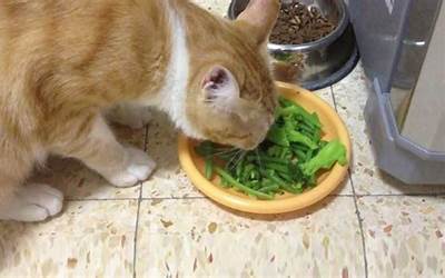猫咪有炎症不能吃什么
