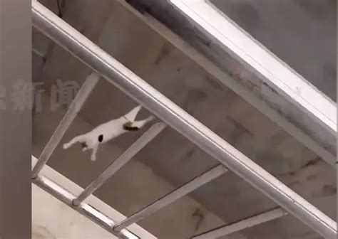 猫咪犟种附体欲跳对面房顶连摔3次