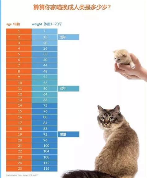 猫的寿命怎么算