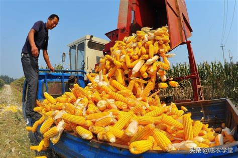 现在商丘玉米价格多少钱一斤