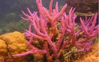 珊瑚属于生物吗（珊瑚属于生物吗为什么）