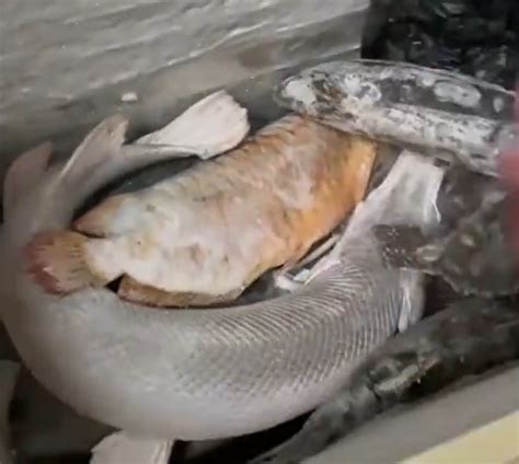 男子囤7冰柜养死的名贵鱼价值百万