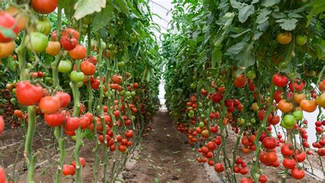 番茄的种植方法和过程
