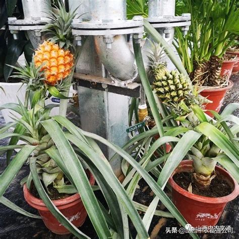 盆栽菠萝怎么种植方法