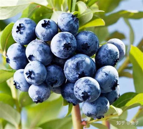 盆栽蓝莓的种植方法和技术