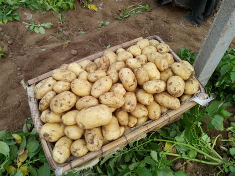 秋季土豆怎样催芽种植