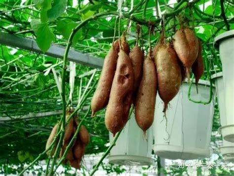 空中红薯详细种植技术