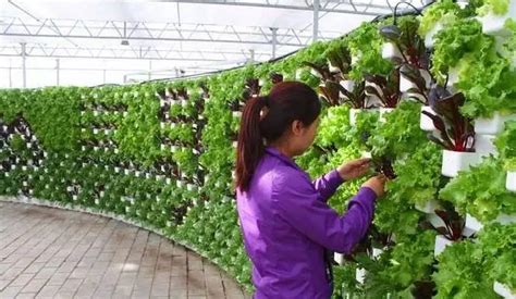 立体种植蔬菜技术