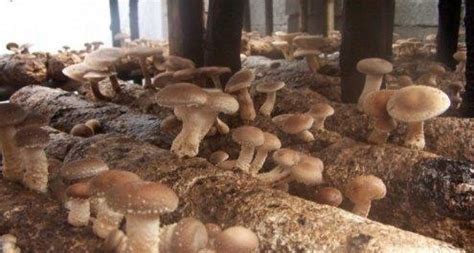 简述香菇的栽培方法