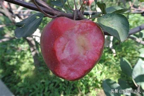 红苹果财税0seo