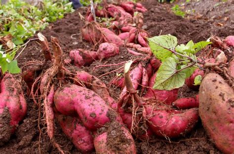 红薯种植技巧