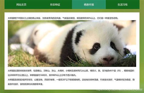 网站推广大熊猫
