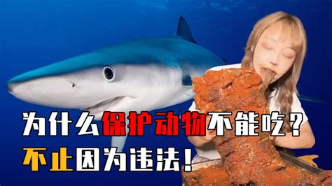 网红吃大白鲨被判十年