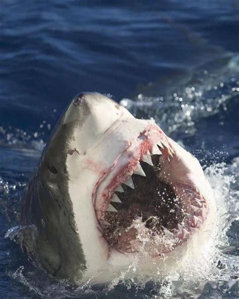 网红烹食的大白鲨来源查清