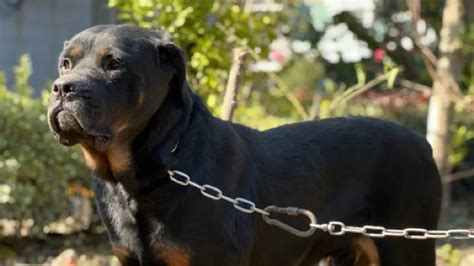 罗威纳犬被成都纳入禁养犬名单