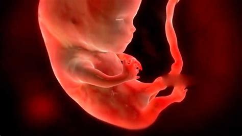 胚胎多久算生命