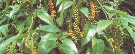 胡椒树的种植方法 | 胡椒树的种植方法百科信息 [养花知识]