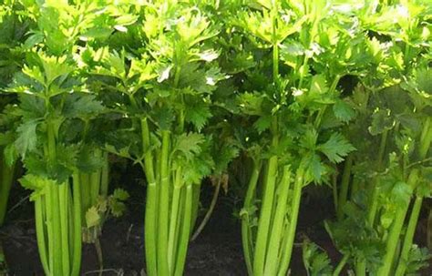 芹菜种植用什么肥料好