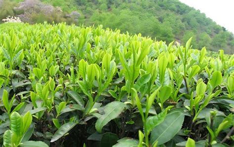 茶树的种植方法