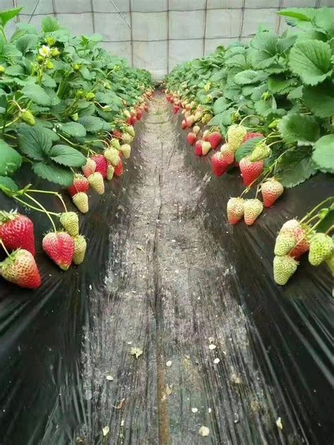 草莓应该怎么种植