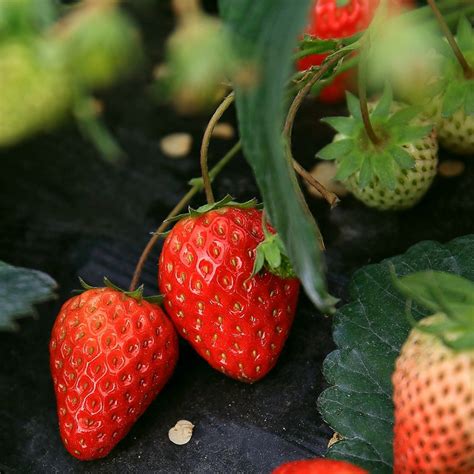 草莓是什么季节种植