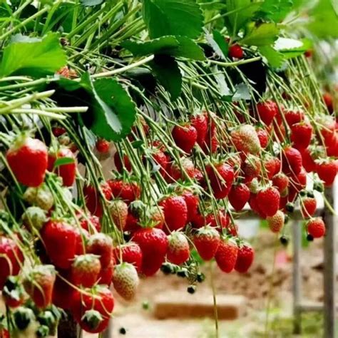 草莓用什么种植
