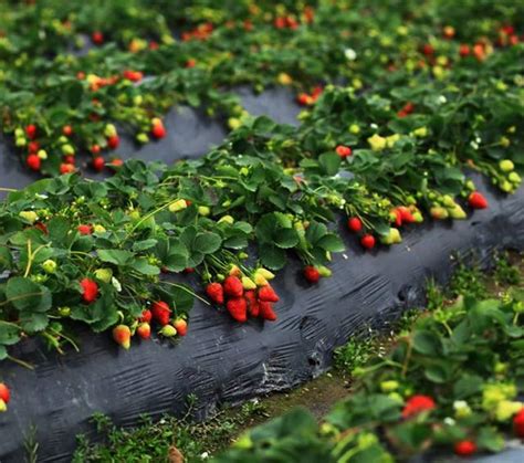 草莓的种植肥料