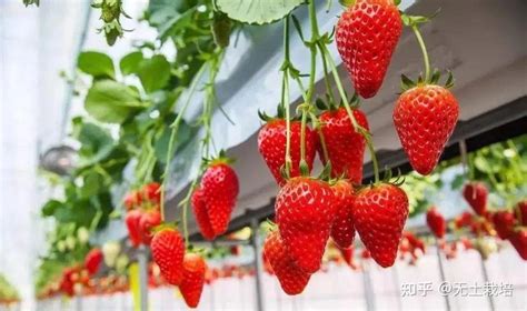 草莓种植怎么管理