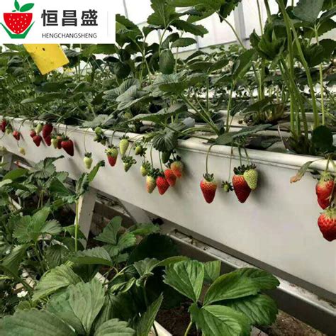 草莓种植槽供应商