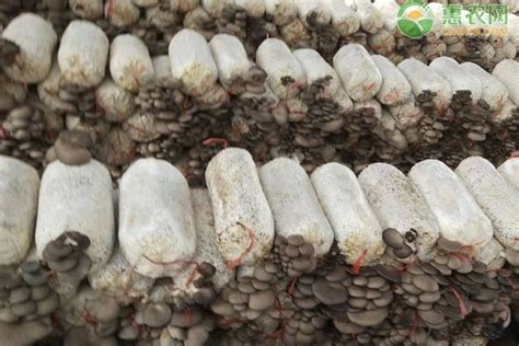 草菇的种植与栽培技术