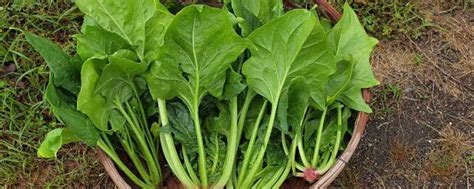 菠菜适合几月种植