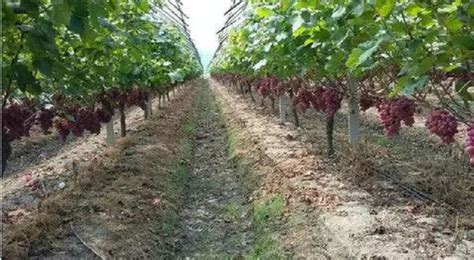 葡萄种植全过程