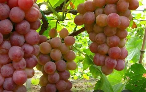 葡萄适合什么季节种植