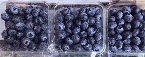 蓝莓为什么要一盒一盒的卖 为什么蓝莓都是小盒包装-美亚掏评测网