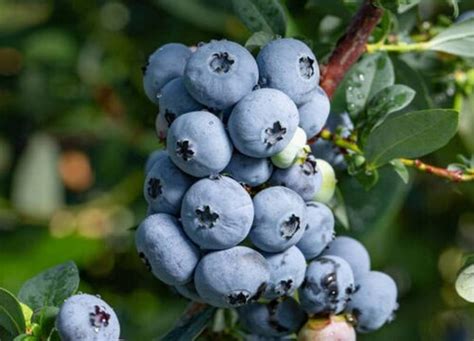 蓝莓几月种植最好