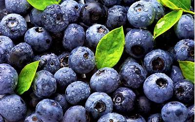 蓝莓怎么种？怎么种植蓝莓