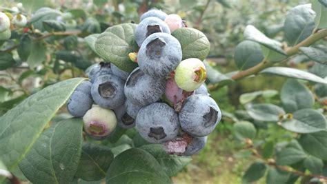 蓝莓的栽培方法