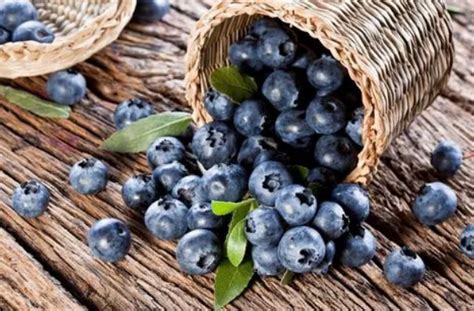 蓝莓直接吃和榨汁吃哪个吸收好 蓝莓直接吃好还是榨汁好-美亚掏评测网