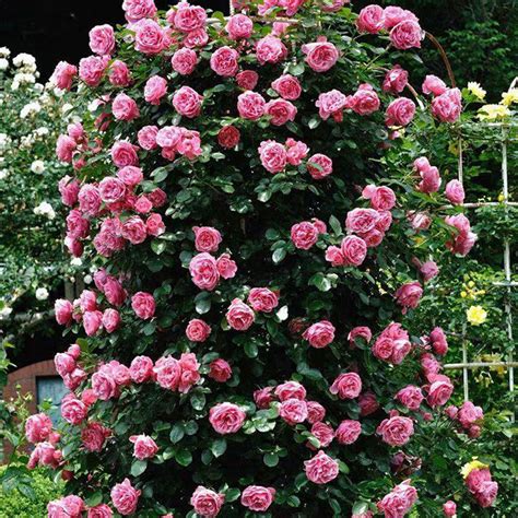 蔷薇花种植方法