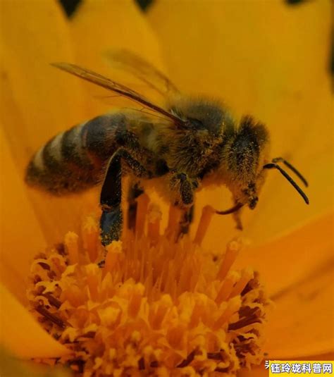 蜜蜂的品质和精神